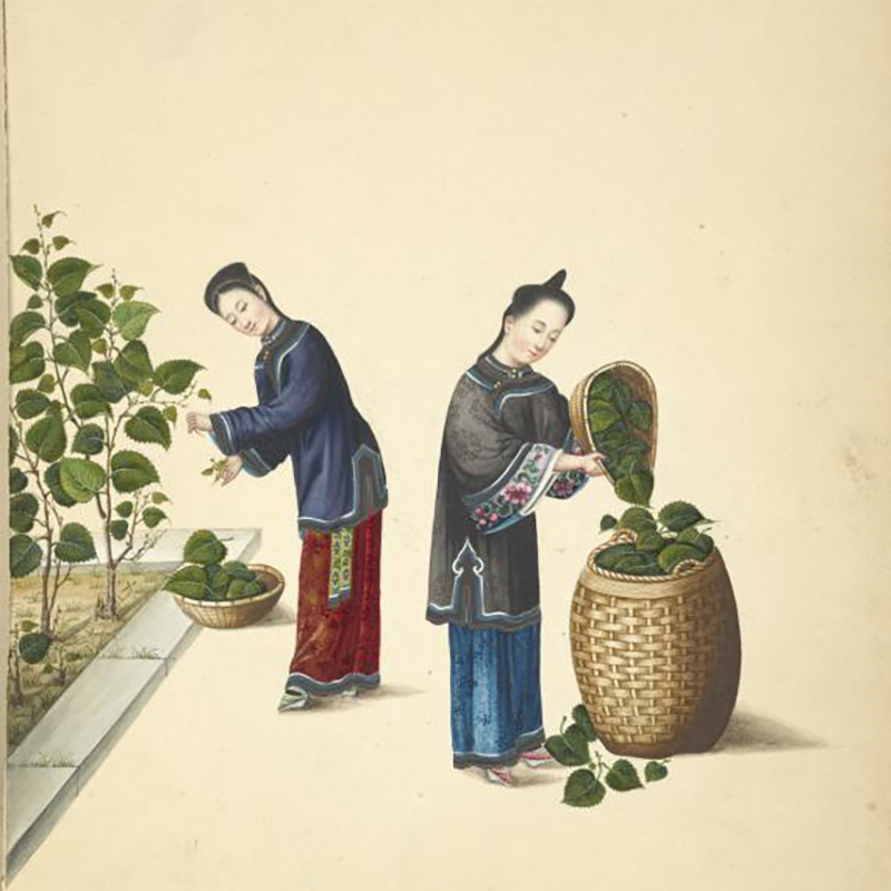 Mujeres recolectando hojas de plantas de morera para alimentar a los gusanos de seda. Acuarela de 1800. Architecture Collection, New York Public Library Archives, Dominio Público.