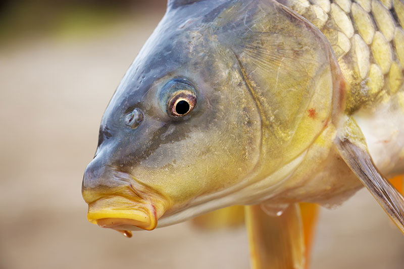 El pescado para la cena de Nochevieja es elegido con cuidado. La carpa es una de las opciones más comunes. Foto: 123RF.