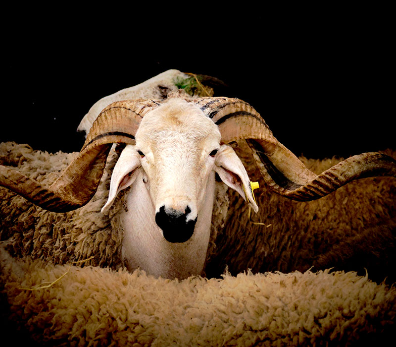 ovino antes de ser sacrificado durante la fiesta musulmana de Eid al-Adha. De acuerdo a la tradición musulmana, y para que la muerte del animal se considere "hallal", la cabeza del animal debe apuntar hacia la Meca al momento de ser degollada, y debe sesangrarse por completo antes de comenzar a despellejarlo. Foto: Fraguando. Wikimedia commons, dominio público para Eid al-Adha.